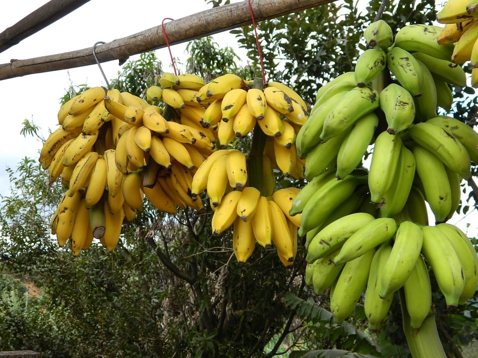 first banana crop suffolk
