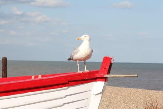Aldeburgh seagulls.