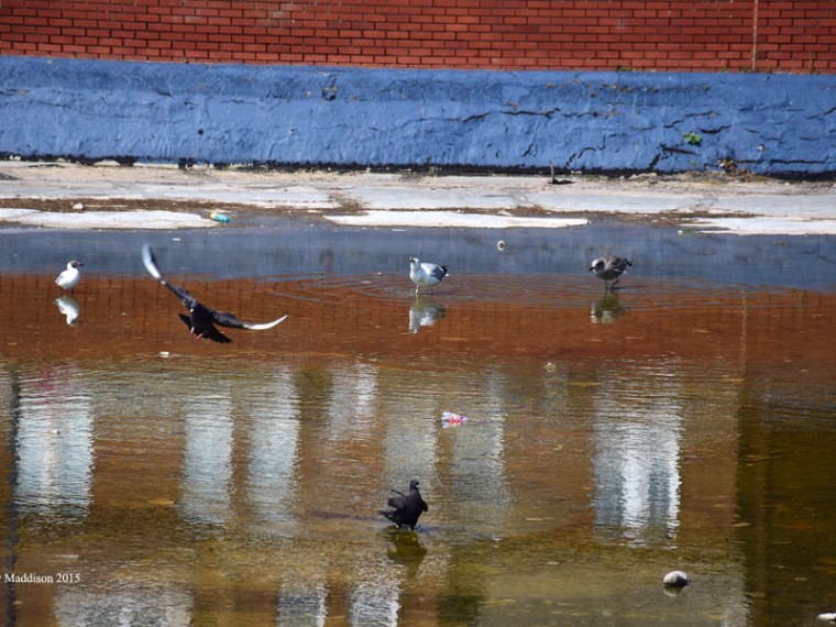 birds-in-felixstowe-eyesore