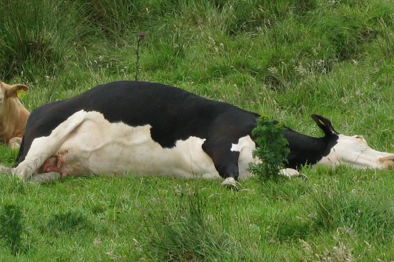 Cow on the ground