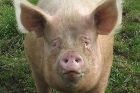 cameron-pig