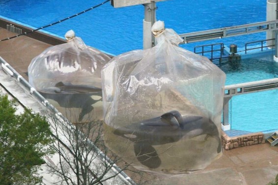 Captive whales in a bag