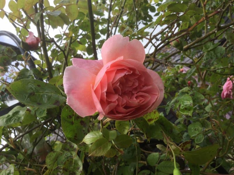 anita bush rose in my lady garden