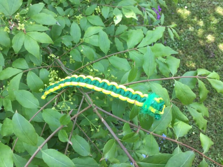 carrowpillar