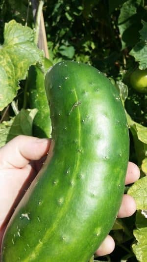 cucumber