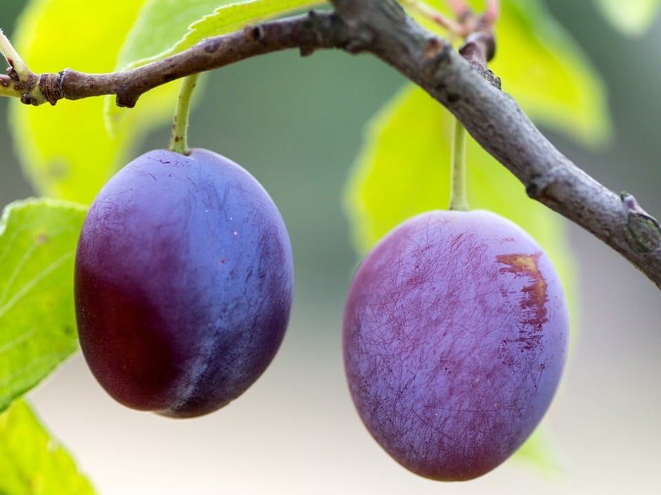pair of plums