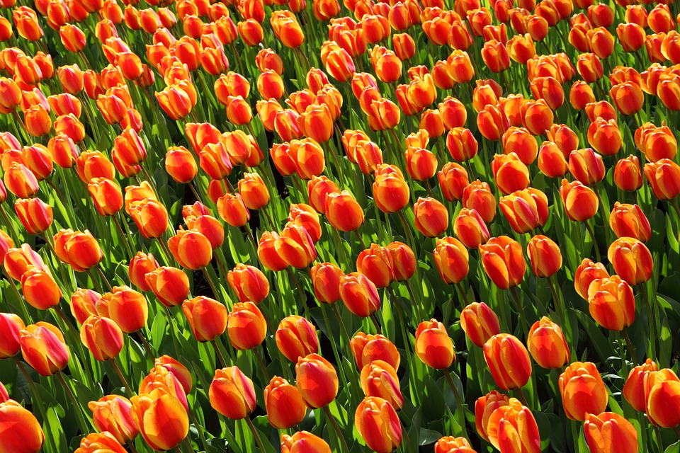 tulips