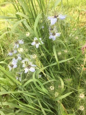 nigella seeds