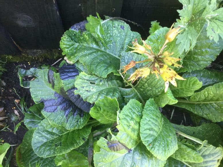 black spot garden