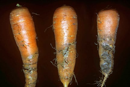 rotten-carrot
