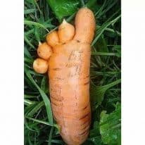 carrot-foot