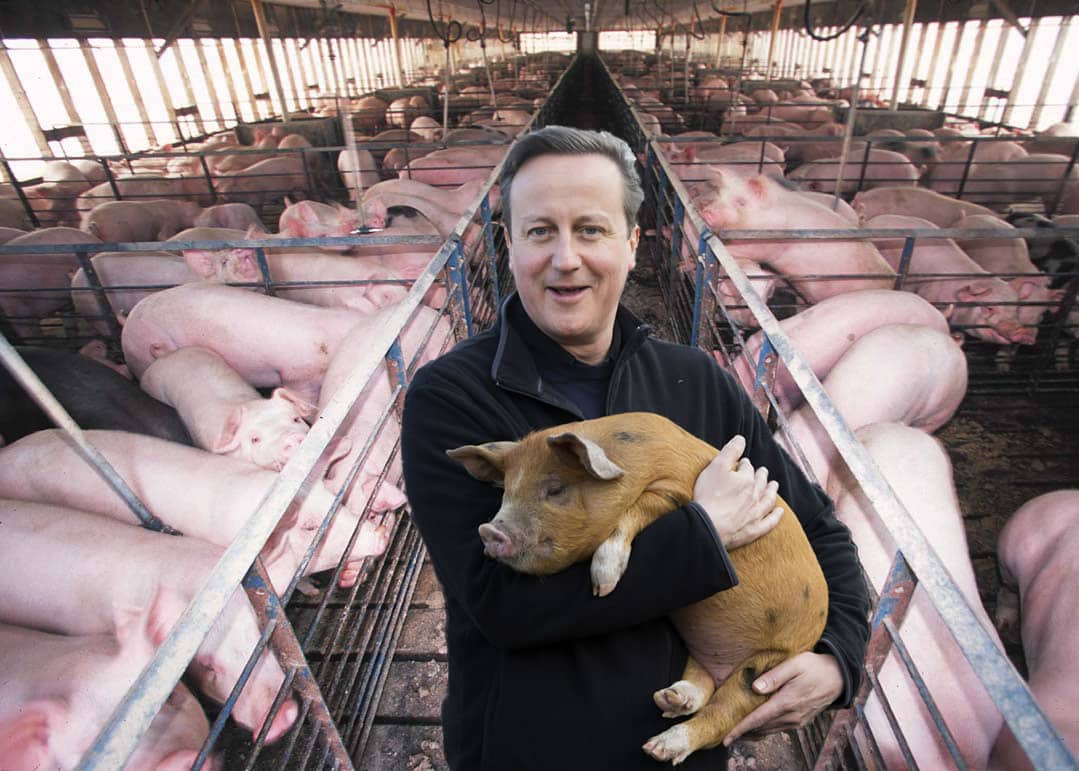 David Cameron on his new Suffolk pig farm