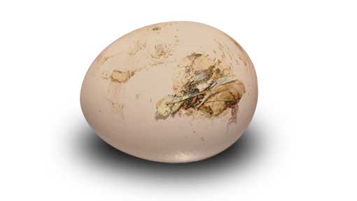dirty egg