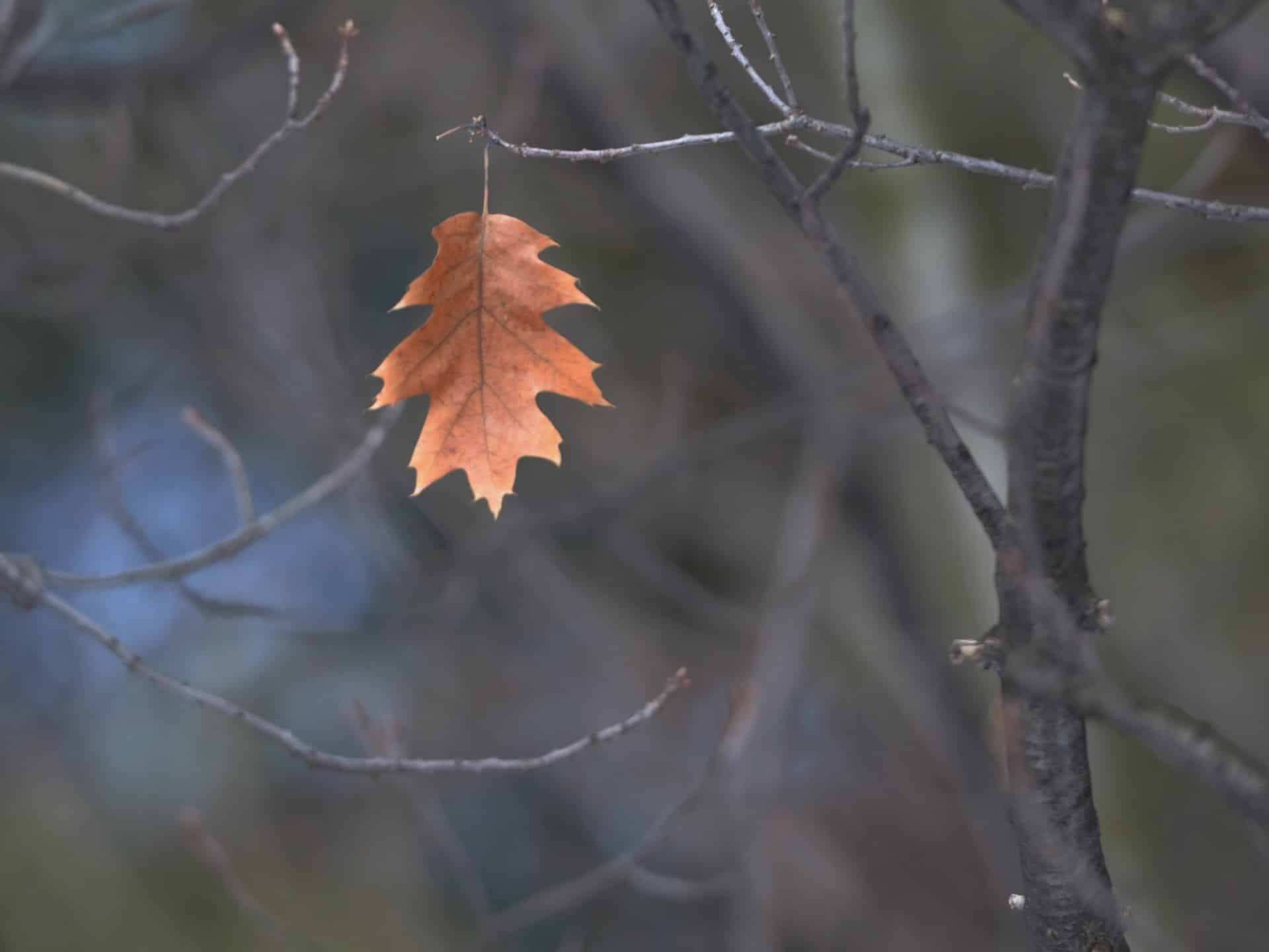 Last leaf on a tree