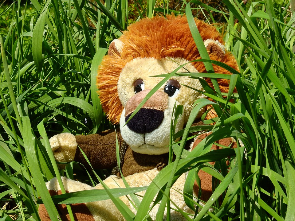 Police look for lion on the loose in Suffolk