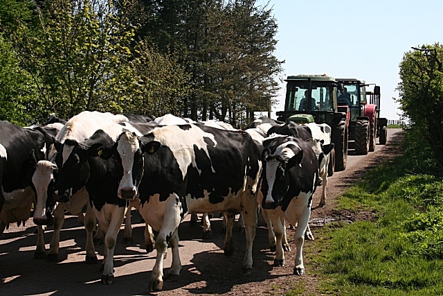 Livestock on Orwell Bridge