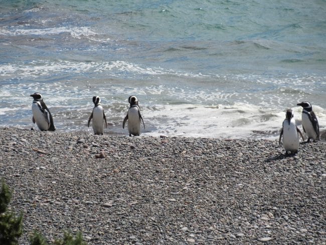 Penguins in Felixstowe