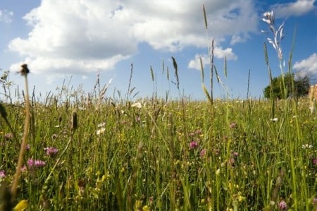 Fury as hay fever found to have nothing to do with hay