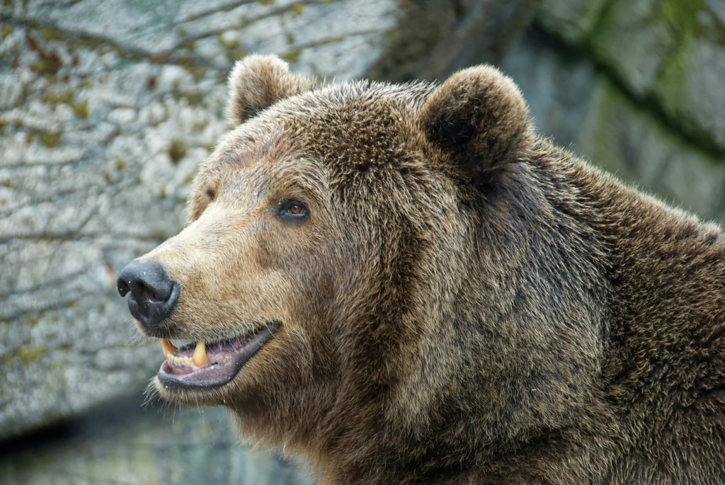 Man tried to get wife eaten by bear