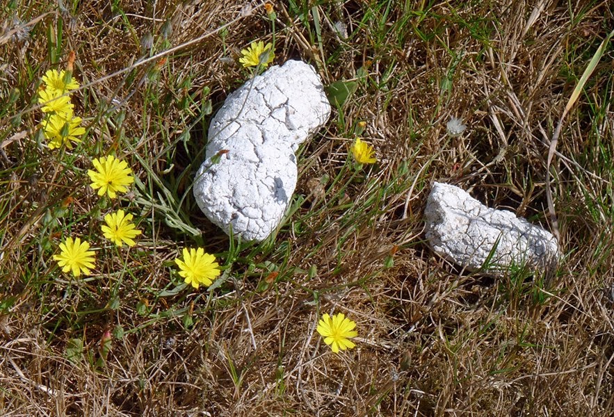 white dog poo