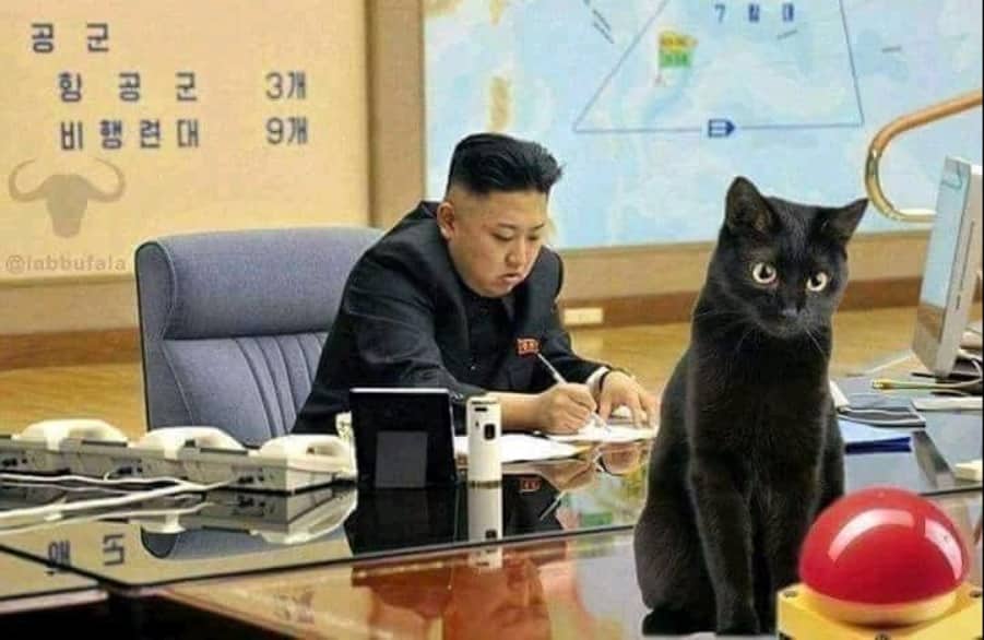 cat-north-korea.jpg