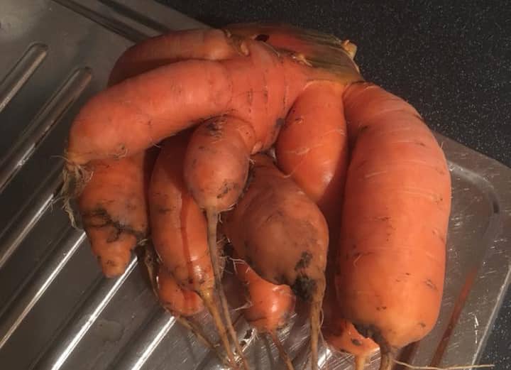 Genetically inbred Norfolk carrots