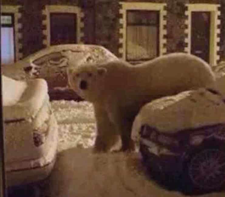 polar-bear-in-ipswich.jpg