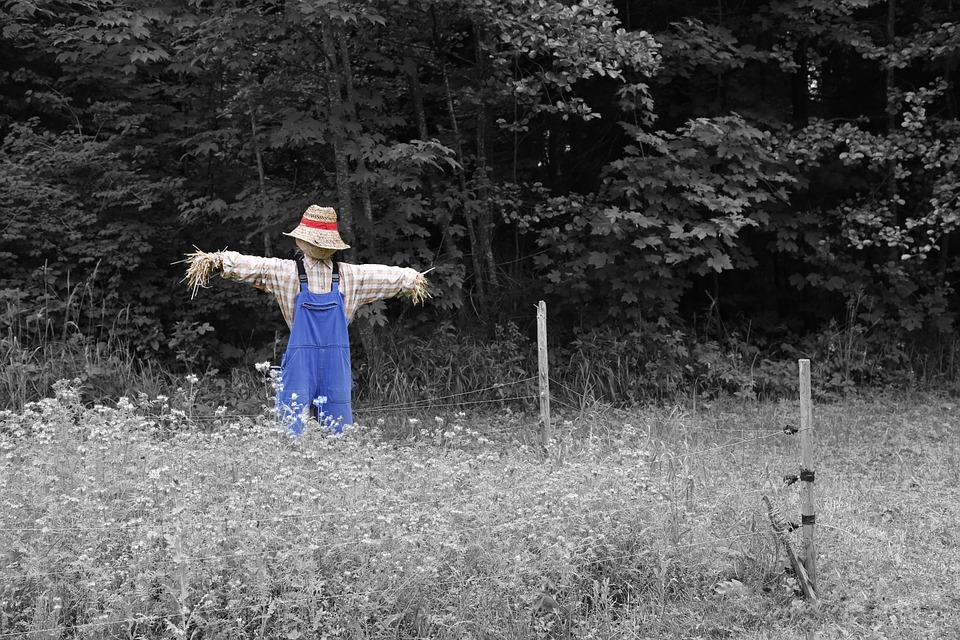 Scarecrow outstanding in his field