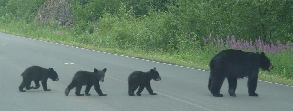 bears thetford forest