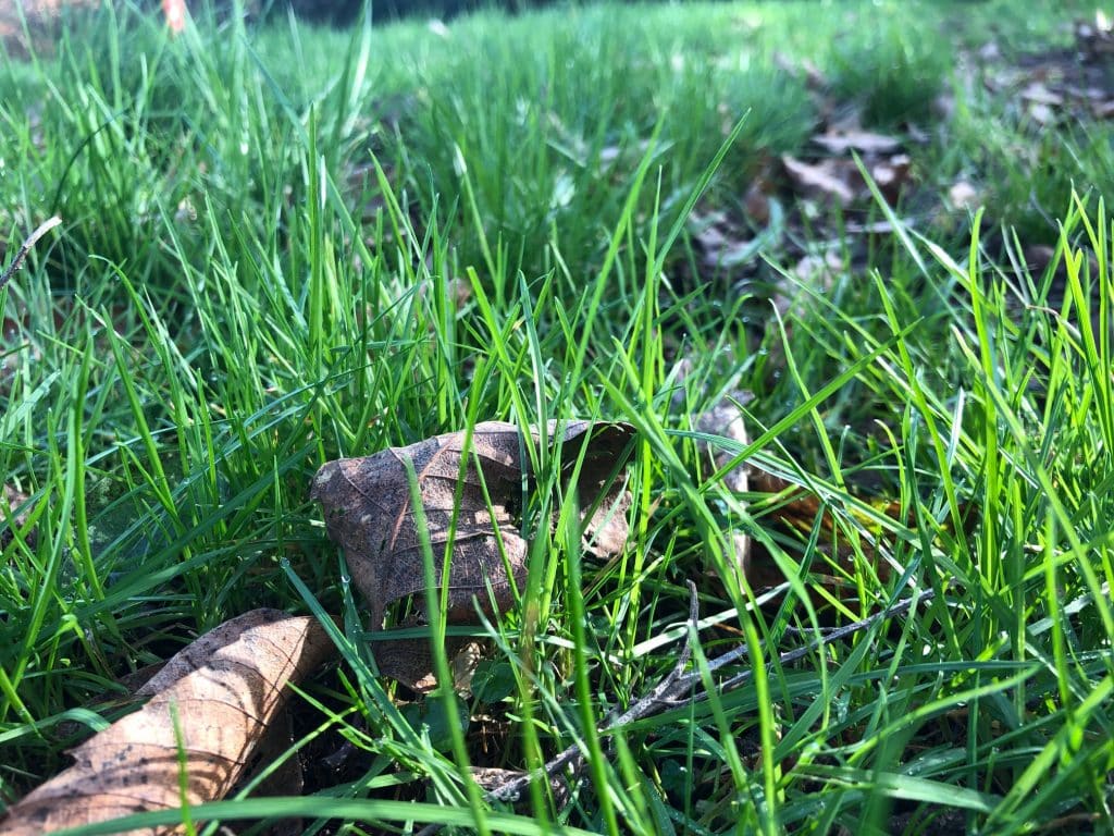 Man goes into back garden for first time since November