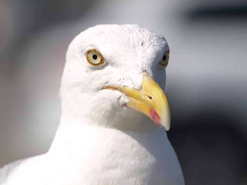 Seagulls plotting terrifying revenge for lack of chips