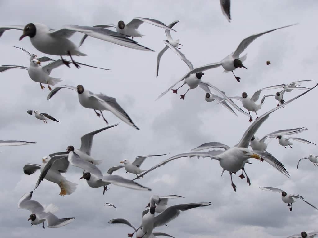 seagulls at the beach