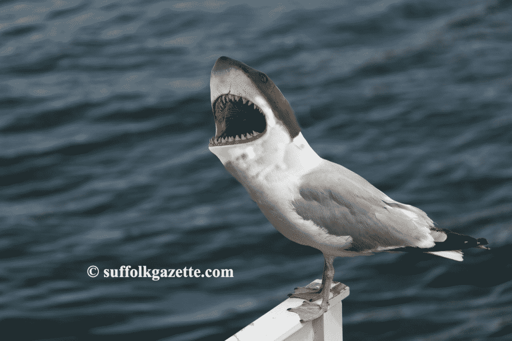 seagulls with shark heads a new menace