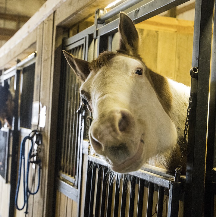 Boris Johnson closedthe stable door after the horse bolted