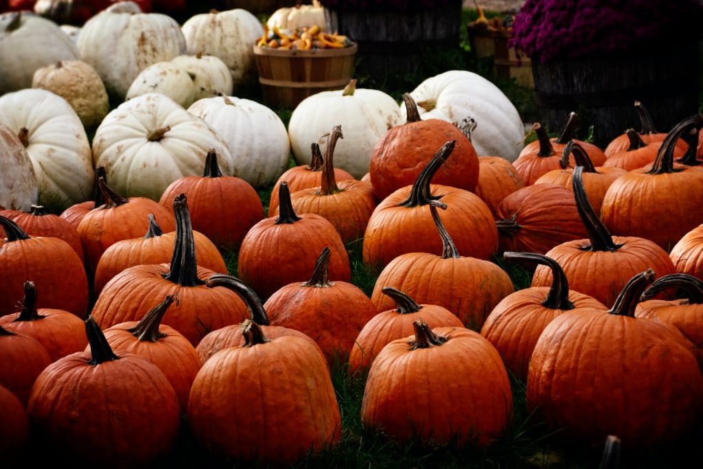 use halloween pumpkins to feed starving children