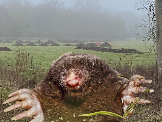 Giant mole spotted in Suffolk