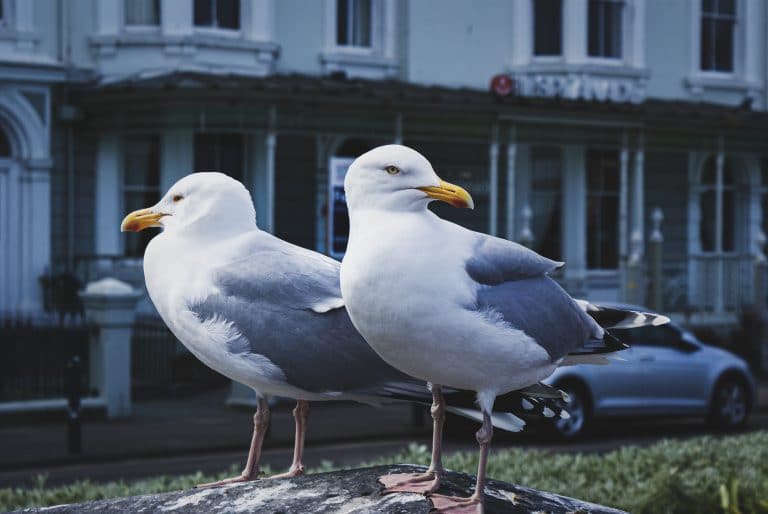 Seagulls look forward to seeing bank holiday visitors