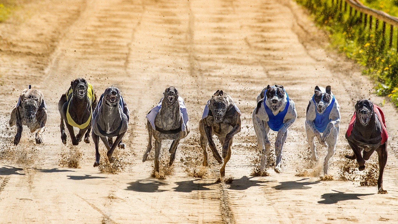 Greyhound Race 