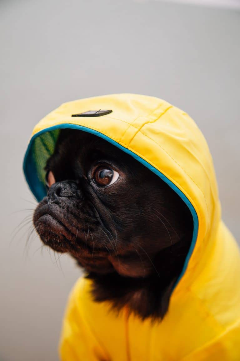 Dog furious about having to wear new raincoat