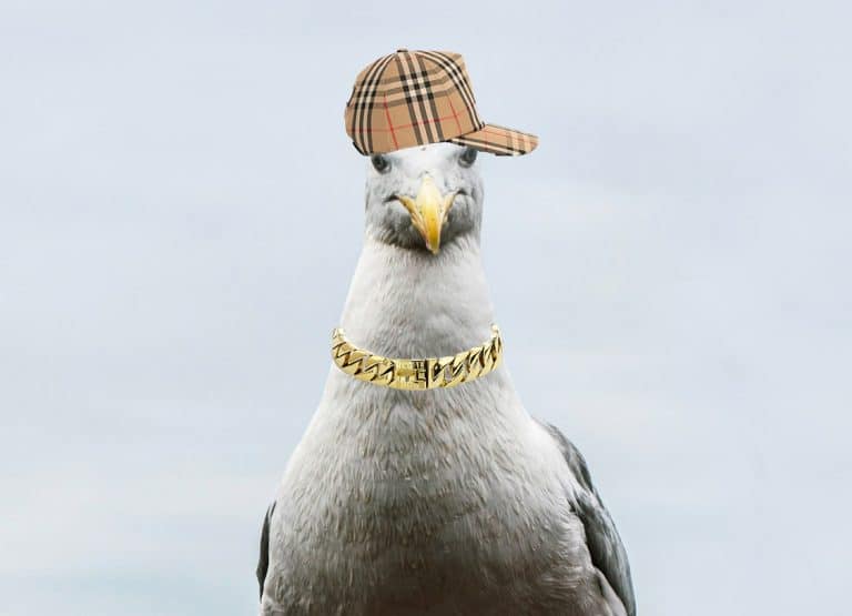 Thuggish Essex seagulls move in on Suffolk resorts