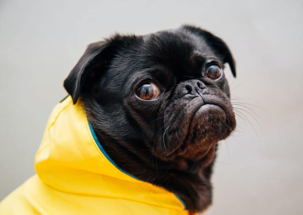 Dog in raincoat