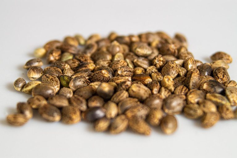 What are the benefits of eating cannabis seeds?