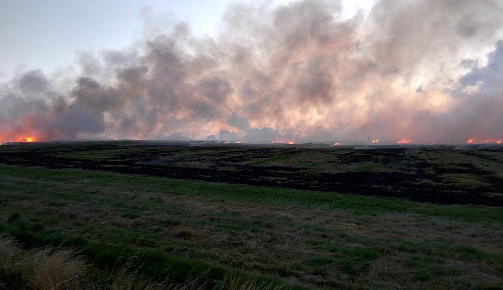 Norfolk bumper crop of fire being harvested