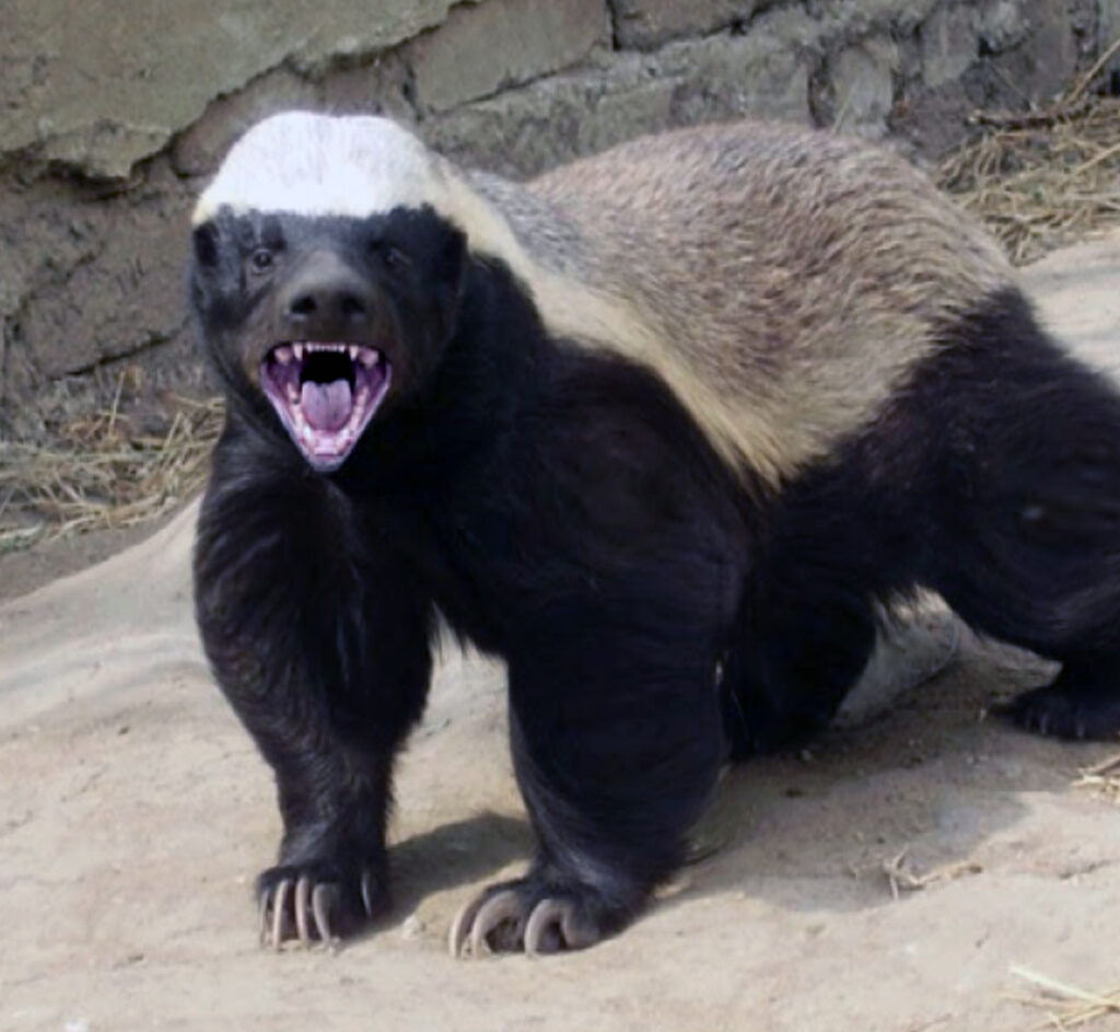 Police soon to replace German Shepherds with Honey badgers