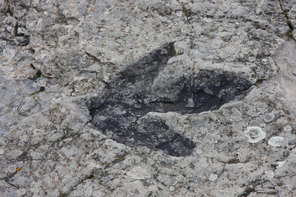 Giant duck tracks discovered from Abberton Reservoir Ipswich