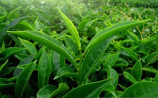 High-Quality Kratom Products