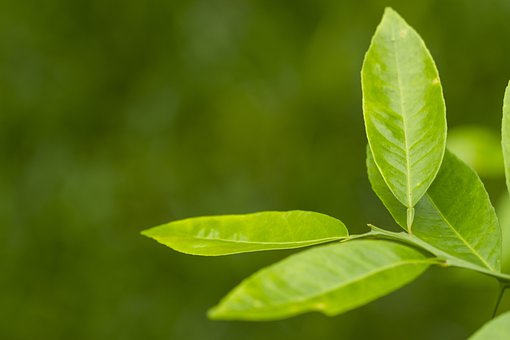 Effects Of Red Borneo Kratom