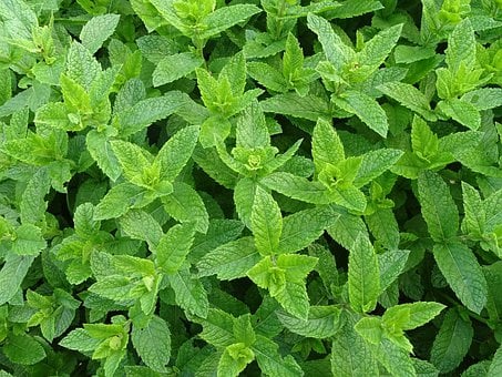 Effects Of Red Borneo Kratom