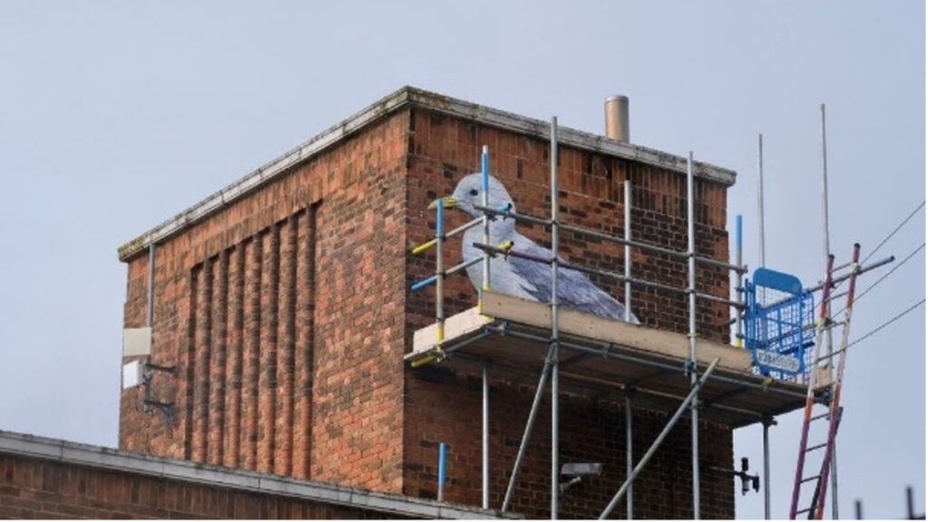 Supersized Seagull squats on scaffold in Southwold