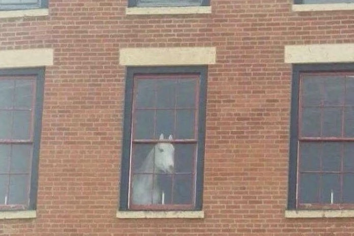 Abandoned horse waits in vain for sire to visit